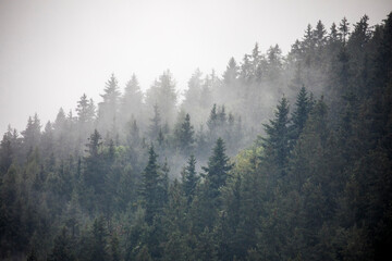 Europe, Germany, Bavaria, Berchtesgaden, Hillside Forest in Early Morning Fog