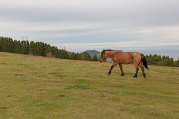 A brown wild horse in the nature