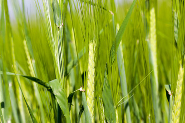 agricultural field where green barley grows