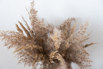 dried flowers on a white background © Olya