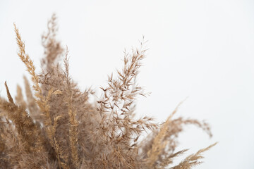 dried flowers on a white background © Olya