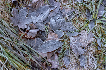 Fallen autumn leaves covered with frost. Autumn
