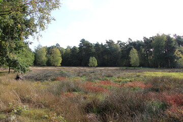 Obraz premium Hiking in northern Germany, Heathland / Wandern in Norddeutschland, Heidelandschaft bei Varel