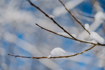 Snow-Covered Branches of Poplars Against the Blue Sky. Winter Sunny Calm Day.