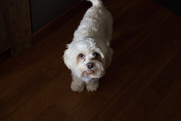 Portrait of a dog at home