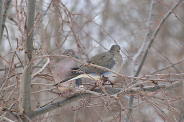 Mourning dove