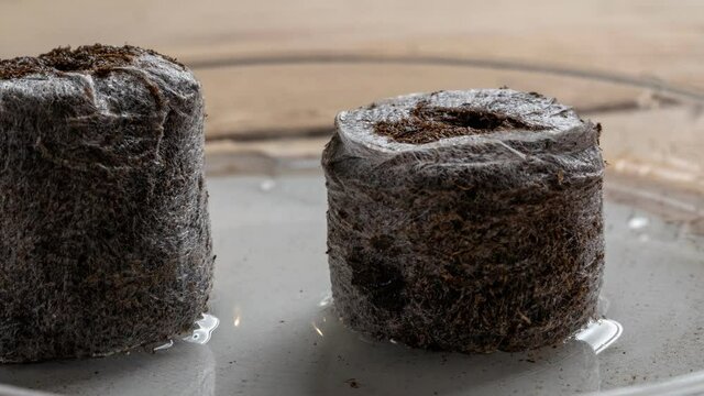 Time lapse: the peat tablet grows, close-up. time-accelerated growth of a peat capsule for planting plant seeds. the process of swelling and expansion of peat. interval shooting