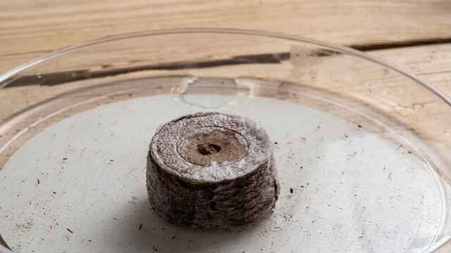 Time lapse: the peat tablet grows, close-up. time-accelerated growth of a peat capsule for planting plant seeds. the process of swelling and expansion of peat. interval shooting