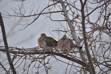 Mourning dove