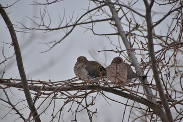 Mourning dove