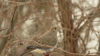Mourning dove
