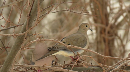 Mourning dove
