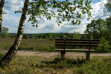 old wooden bench in the hillside landscape in the nature preservation area of the lueneburger heide