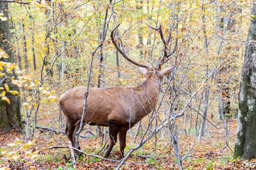 Jeleń karpacki w Bieszczadach © LukaszB