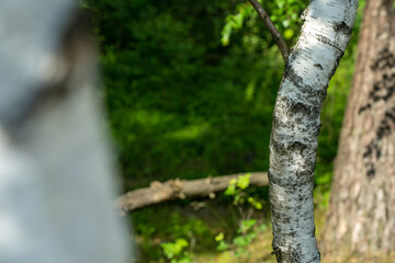 Birch trees with emerging foliage in summer time in lueneburger heide landscape