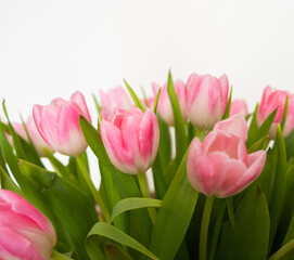 Fototapeta premium pink tulips on white background