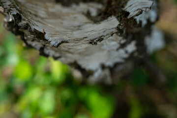 Birch trees with emerging foliage in summer time in lueneburger heide landscape