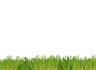 Fototapeta premium green grass background with clipping ​path​