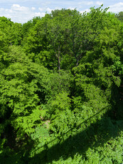 Canopy Walk, the Thuringian Forest Nature Park, part of the UNESCO World Heritage Site. Primeval Beech Forests of the Carpathians and the Ancient Beech Forests of Germany.