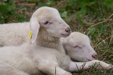 Obraz premium Two Sheep Lying In The Meadow