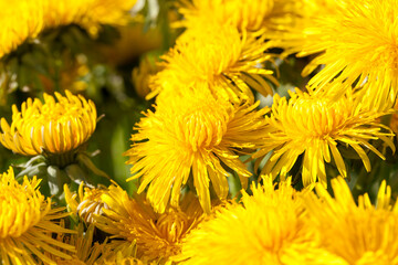 bright yellow blooming dandelions