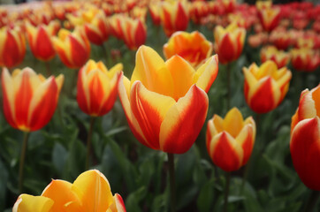 Bright bicolor red-yellow tulip on a spring afternoon in Keukenhof park, Netherlands. Scenic view of bright tulips with red-yellow petals and green leaves close-up