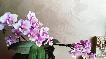  mini white with purple stripes phalaenopsis orchid on a gray wall background