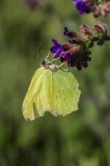 butterfly on a flower