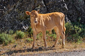 Young calf near Belgodere, N197 (Nebbio region), Corsica, France