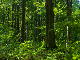 Fototapeta premium The Thuringian Forest Nature Park, part of the UNESCO World Heritage Site. Primeval Beech Forests of the Carpathians and the Ancient Beech Forests of Germany.