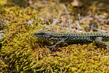 Padarcis tiliguerta, Tyrrhenian Wall Lizard (male)