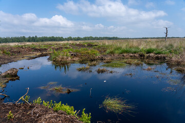 Moor landscape in Lueneburg Heath with cottongrass, tussock cottongrass or sheathed cottongrass, birch trees