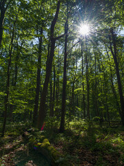 Fototapeta premium The Thuringian Forest Nature Park, part of the UNESCO World Heritage Site. Primeval Beech Forests of the Carpathians and the Ancient Beech Forests of Germany.