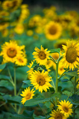 sunflower field in summer