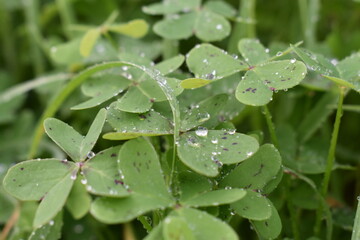 cloverleaves with water raindrops