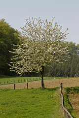 Flock of sheep near Gennamari, Southwest Sardinia