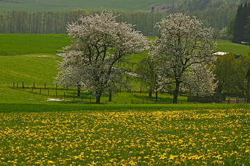 spring landscape