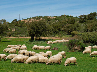 Flock of sheep near Gennamari, Southwest Sardinia
