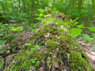 Seedling on deadwood. The Thuringian Forest Nature Park, part of the UNESCO World Heritage Site. Primeval Beech Forests of the Carpathians and the Ancient Beech Forests of Germany.