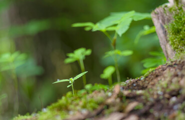 Seedling on deadwood. The Thuringian Forest Nature Park, part of the UNESCO World Heritage Site. Primeval Beech Forests of the Carpathians and the Ancient Beech Forests of Germany.