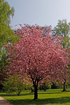 Japanese cherry tree, Bad Rothenfelde