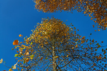 Acer Platanoides, Norway Maple In Autumn, Hagen, Germany