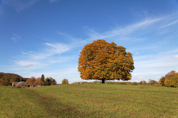 Horse-chestnut Aesculus Hippocastanum Conker Tree In Autumn, Lengerich, North Rhine-Westphalia,...