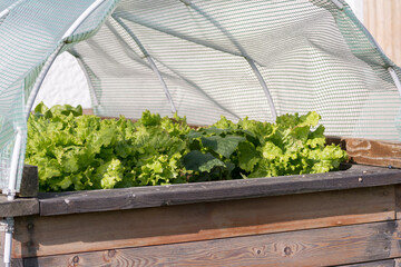 Lettuce Grows Luxuriantly Under Protective Cover In The Raised Bed