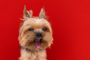 A Yorkshire Terrier dog on a red background yawns