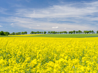 Fototapeta premium Fields in Thuringia near towns of Muehlhausen and Weberstedt, Germany.
