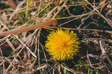 タンポポ
Dandelion