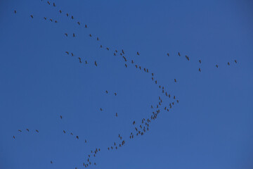 migrating cranes
