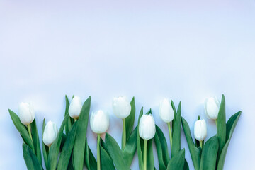 Obraz na płótnie Canvas White tulips festive background. Women's day, Easter or spring concept. Space for text