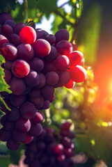 wine grapes, a ripe bunch of dark grapes, in the sun. Vineyards .